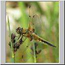 Libellula quadrimcatulata - Vierflecklibelle 04.jpg